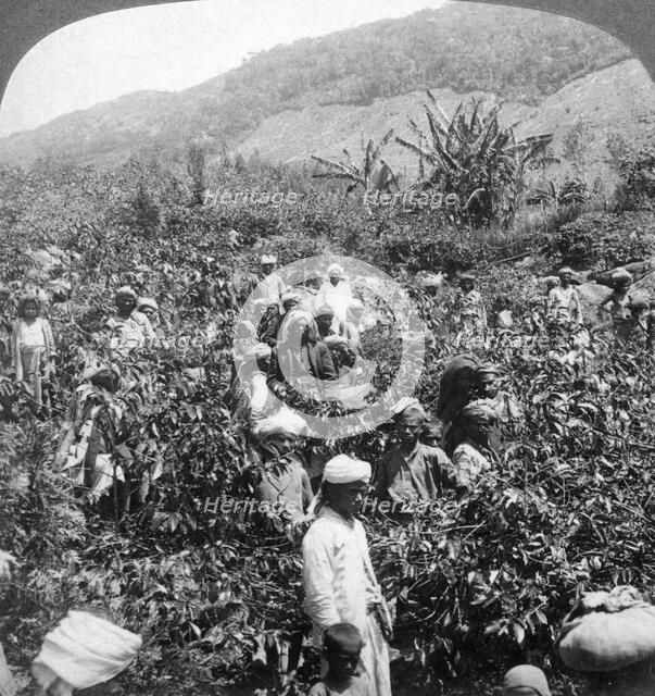 Coffee picking on Sir Thomas Lipton's estate, Dambutenne, Sri Lanka, 1903.Artist: Underwood & Underwood