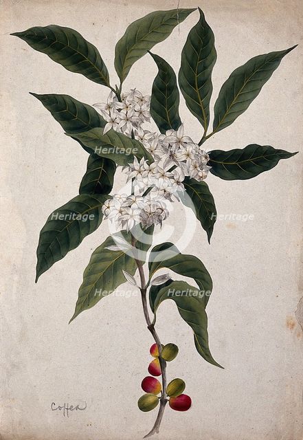 Coffee plant (Coffea arabica): flowering and fruiting stem. Creator: Unknown.