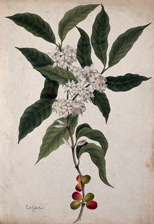 Coffee plant (Coffea arabica): flowering and fruiting stem. Creator: Unknown