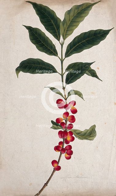 Coffee plant (Coffea arabica): fruiting stem, c1823. Creator: Unknown.