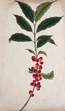Coffee plant (Coffea arabica): fruiting stem, c1823. Creator: Unknown