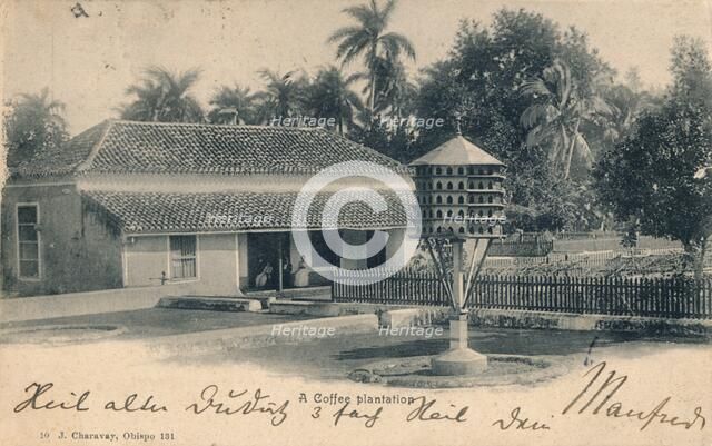 Coffee plantation, c1900. Artist: Unknown