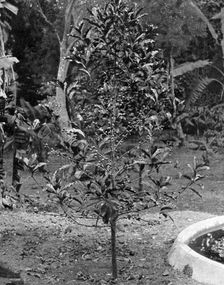 Coffee tree, Jamaica, c1905.Artist: Adolphe Duperly & Son