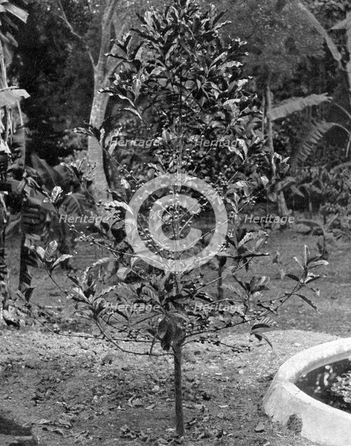 Coffee tree, Jamaica, c1905.Artist: Adolphe Duperly & Son