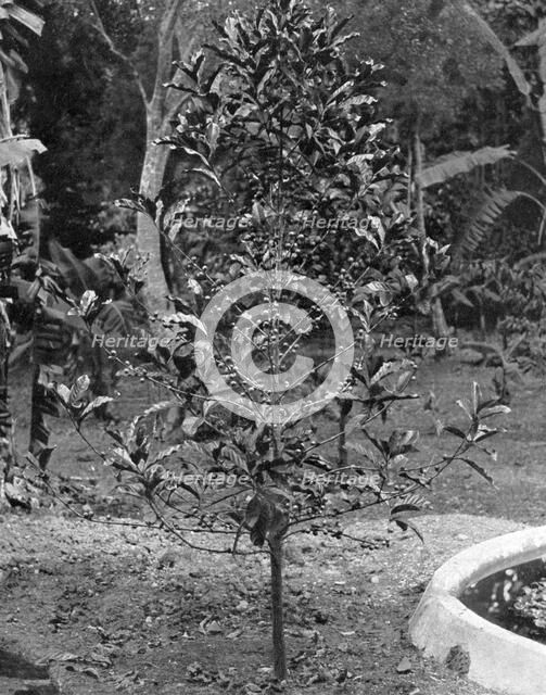 Coffee tree, Jamaica, c1905.Artist: Adolphe Duperly & Son