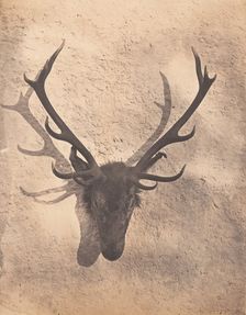 Colin's Royal Stag, ca. 1856. Creator: Horatio Ross