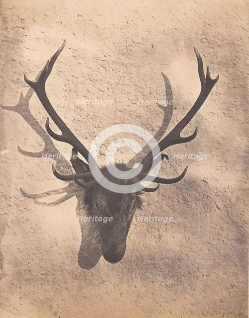 Colin's Royal Stag, ca. 1856. Creator: Horatio Ross.