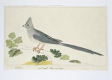 Colius colius (White-backed mousebird), 1777-1786. Creator: Robert Jacob Gordon