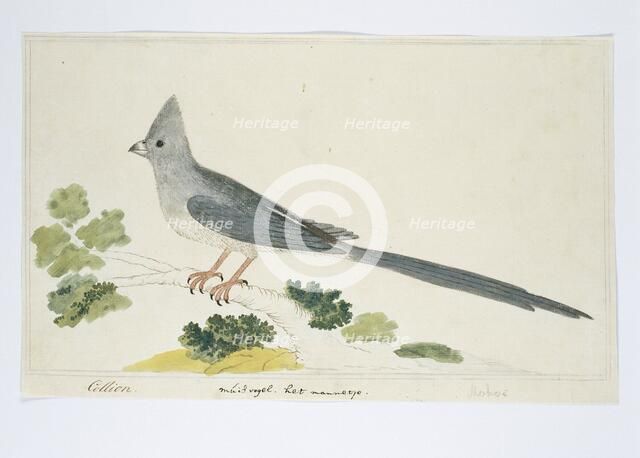 Colius colius (White-backed mousebird), 1777-1786. Creator: Robert Jacob Gordon.