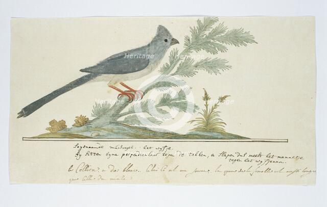 Colius striatus (Speckled mousebird), 1777-1786. Creator: Robert Jacob Gordon.