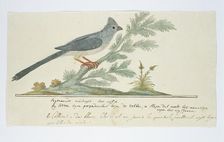 Colius striatus (Speckled mousebird), 1777-1786. Creator: Robert Jacob Gordon
