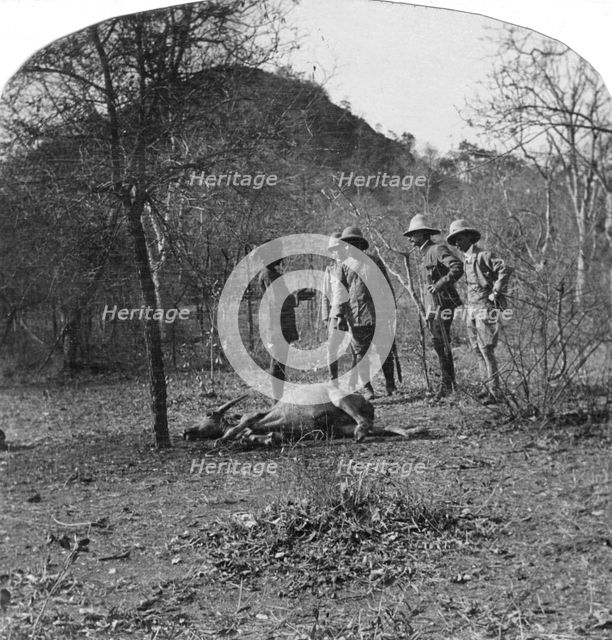 Colonel Afsurul Mulk on a tiger hunt, India, 1900s. Artist: Unknown
