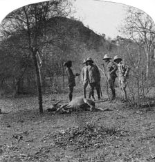 Colonel Afsurul Mulk on a tiger hunt, India, 1900s