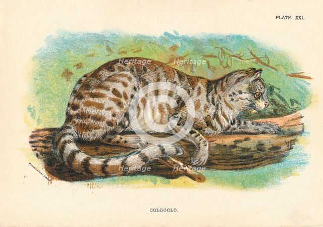 'Colocolo', 1896. Artist: Unknown.