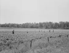 Colored field hands hoe cotton from 7 amto 6 pmfor sixty cents a day, Near Menifee, Arkansas, 1938. Creator: Dorothea Lange