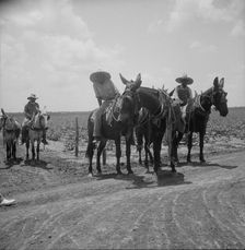 Colored plowboys on cotton plantation in Brazos riverbottoms, Texas, 1938. Creator: Dorothea Lange
