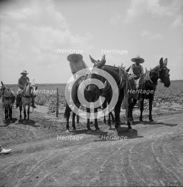 Colored plowboys on cotton plantation in Brazos riverbottoms, Texas, 1938. Creator: Dorothea Lange.