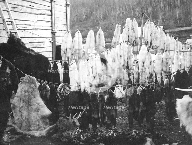 Collected furs in the city of Petropavlovsk-Kamchatsky., 1910-1929. Creator: Ivan Emelianovich Larin.