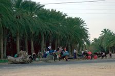 Collecting water in the evening in an oasis in the Sahara