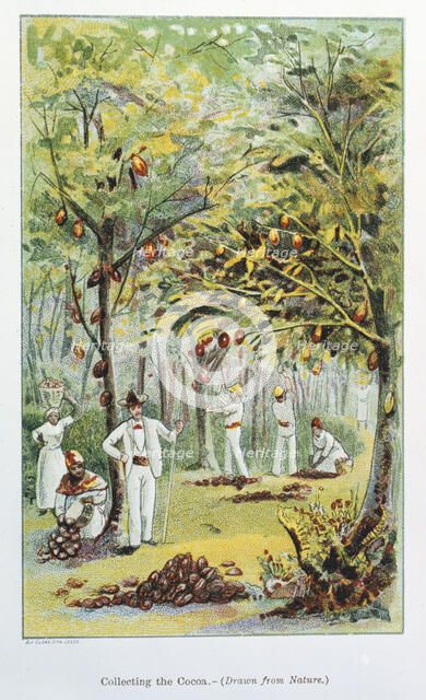 Collecting cocoa, Venezuela, 1892. Artist: Unknown