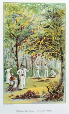 Collecting cocoa, Venezuela, 1892. Creator: Unknown
