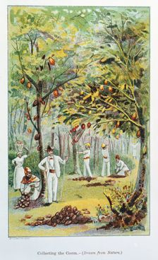Collecting cocoa, Venezuela, 1892. Creator: Unknown