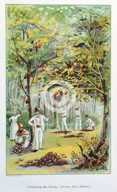 Collecting cocoa, Venezuela, 1892. Creator: Unknown.