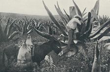 Collecting Honey-Water from a Maguey 1916