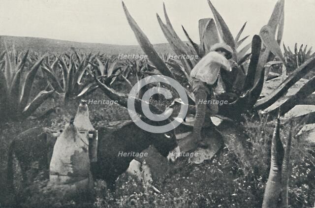 'Collecting Honey-Water from a Maguey', 1916. Artist: Unknown.