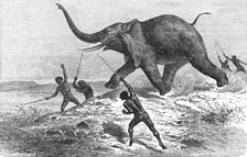 Collecting Ivory; Life in a South African Colony 1875. Creator: Unknown