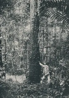 Collecting Rubber 1916