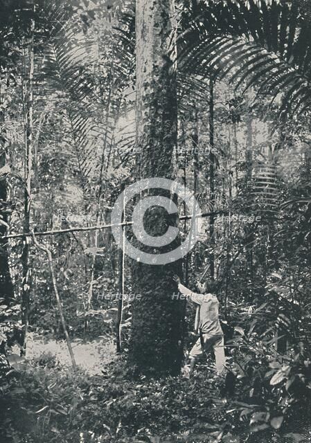 'Collecting Rubber', 1916. Artist: Unknown.