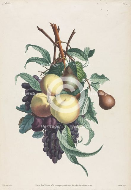 Collection des fleurs et des fruits: Branches de rousselet, pêche, prune et raisin, 1805. Creator: Jean Louis Prévost.