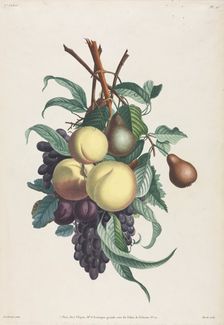 Collection des fleurs et des fruits: Branches de rousselet, pêche, prune et raisin, 1805. Creator: Jean Louis Prévost