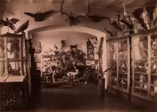 Collection of West Siberian Animals and Plants, 1889. Creator: N Terekhov