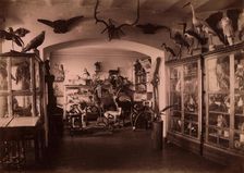 Collection of West Siberian Animals and Plants, 1889. Creator: N Terekhov