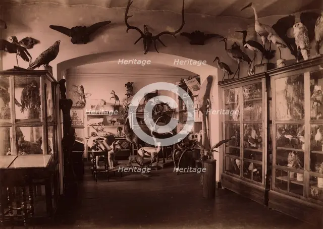 Collection of West Siberian Animals and Plants, 1889. Creator: N Terekhov.