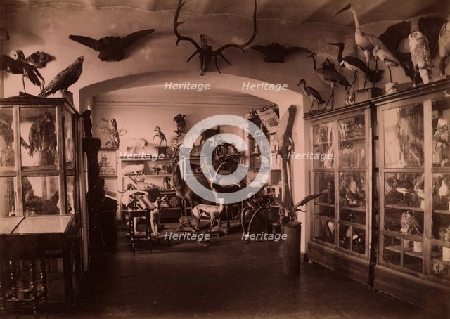 Collection of West Siberian Animals and Plants, 1889. Creator: N Terekhov.