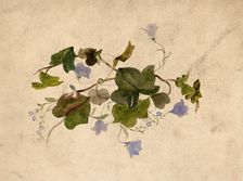 Collection of blue flowers and ivy leaves. Creator: Unknown