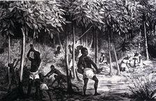 Collection of cocoa in the month of December, engraving of 1890