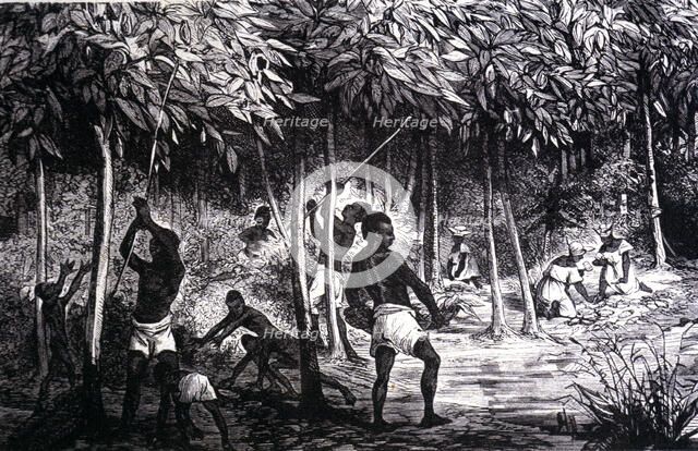 Collection of cocoa in the month of December, engraving of 1890.