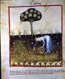 Collection of saffron, miniature in the Tacuinum sanitatis illuminated manuscript of the late …