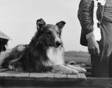 Collie's head, c1900. Creator: Unknown