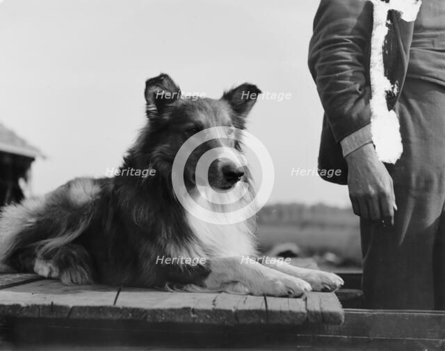 Collie's head, c1900. Creator: Unknown.
