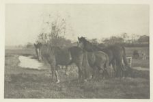 Colts on a Norfolk Marsh, 1883/87, printed 1888. Creator: Peter Henry Emerson