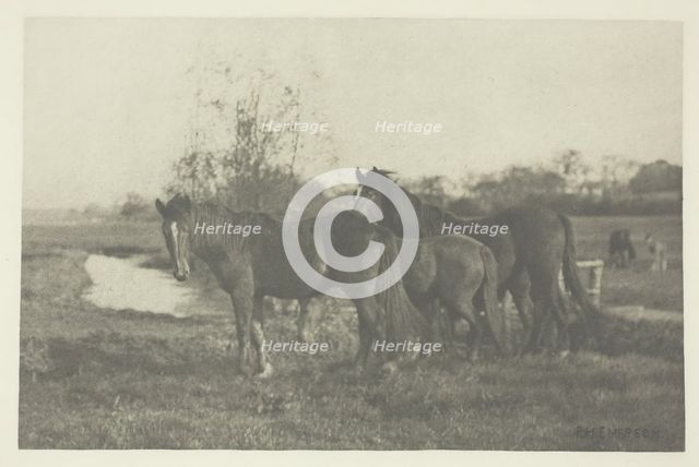 Colts on a Norfolk Marsh, 1883/87, printed 1888. Creator: Peter Henry Emerson.