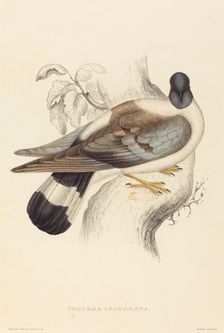 Columba Leuconota (Snow Pigeon). Creator: Elizabeth Gould