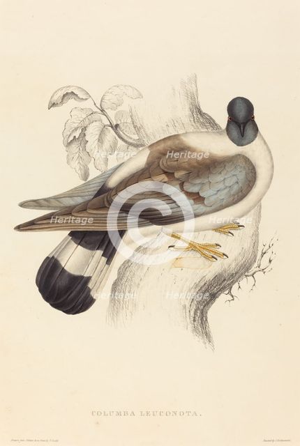 Columba Leuconota (Snow Pigeon). Creator: Elizabeth Gould.