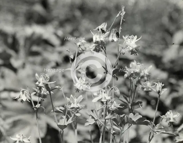 Columbine (aguilegia), between 1910 and 1935. Creator: Frances Benjamin Johnston.