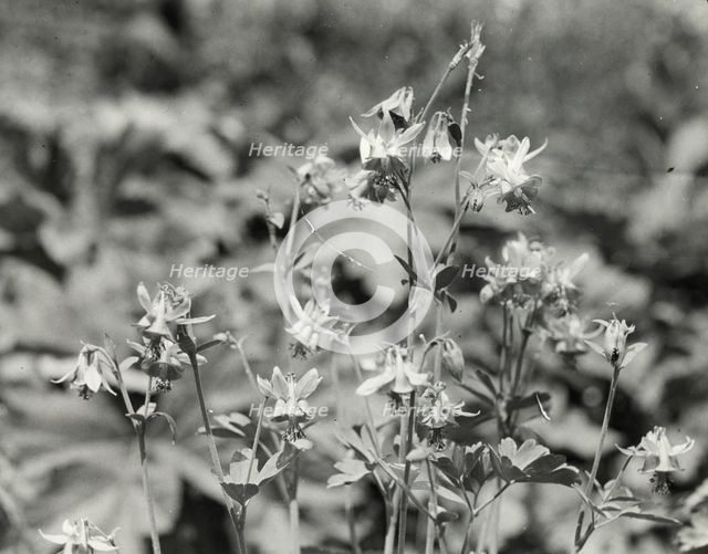 Columbine (aguilegia), between 1910 and 1935. Creator: Frances Benjamin Johnston.